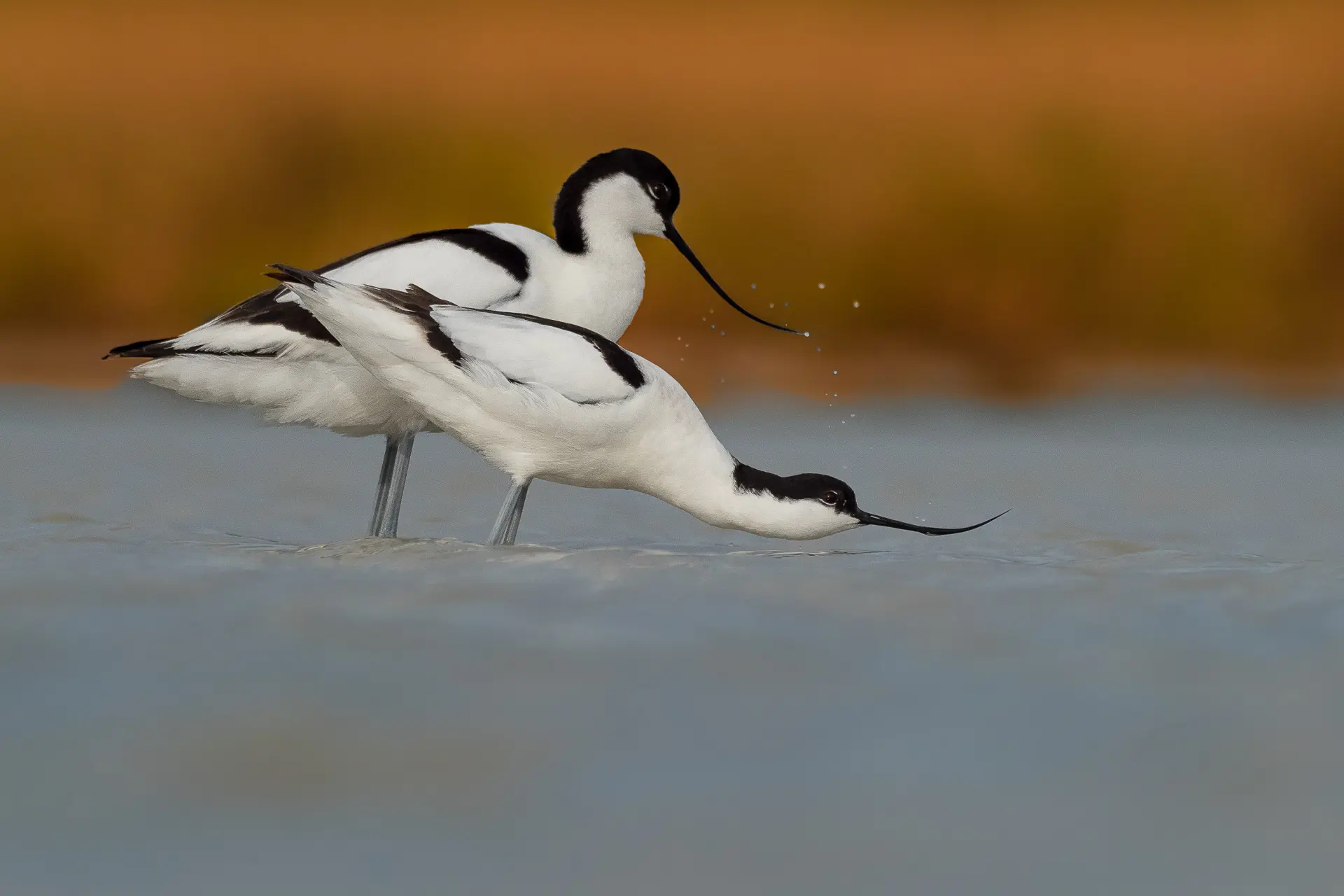 Tenkozobec opačný - Recurvirostra avosetta - Pied Avocet